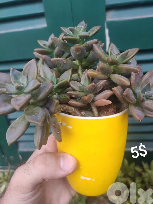 succulents 9