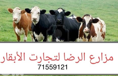 موجود جميع انواع بقر الحليب