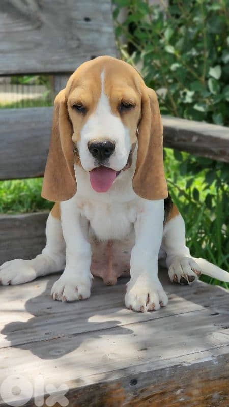 beagle 0
