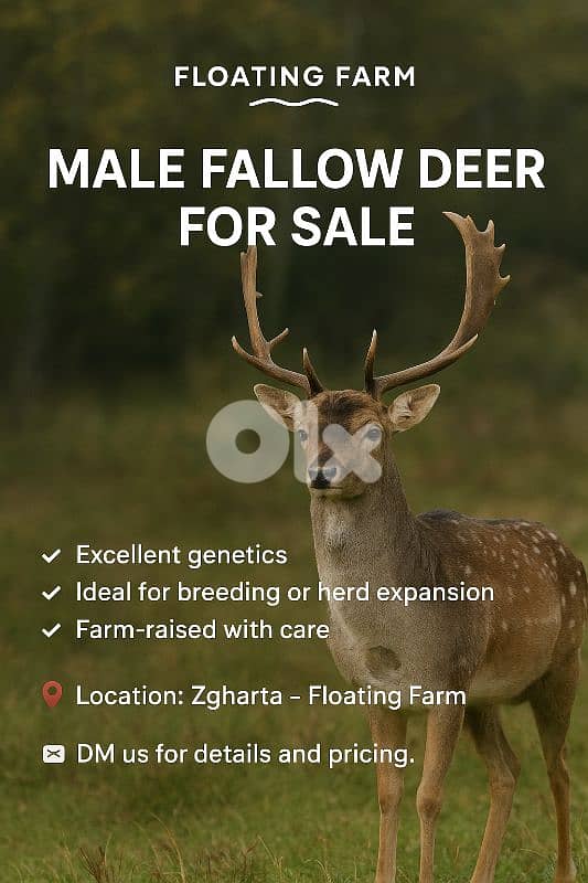 fallow deers 9