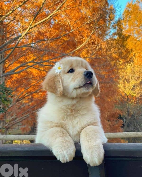 Cute & Pure Golden Retriever Puppies/ dog  كلاب 0