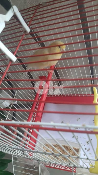 bandouka yorkshire 9 months old 45 dollars