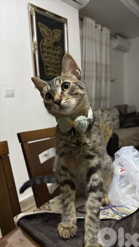 kitten for adoption 0