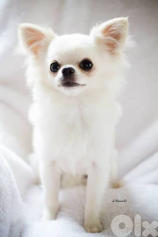 chihuahua long hair 0