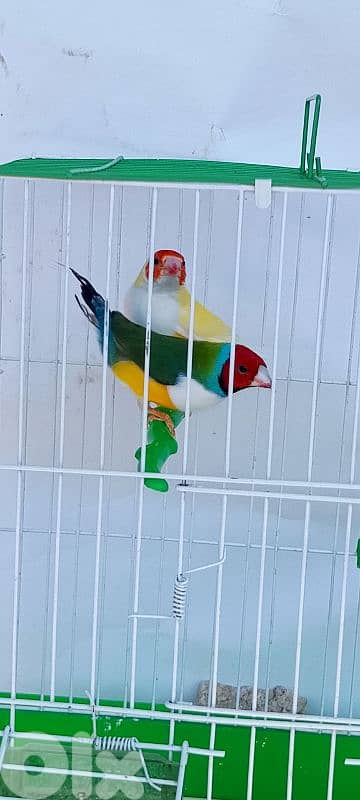 gouldian finch جولديان فينش 0