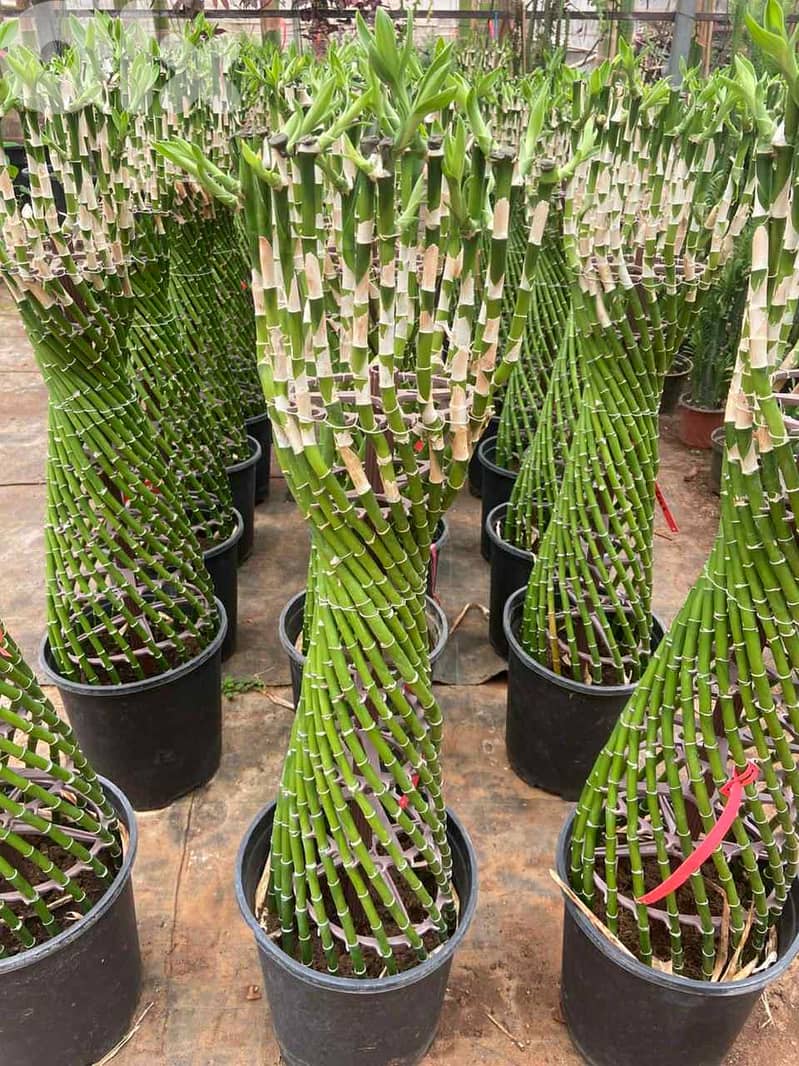 Bamboo Braided Special Edition - Indoor/outdoor 0