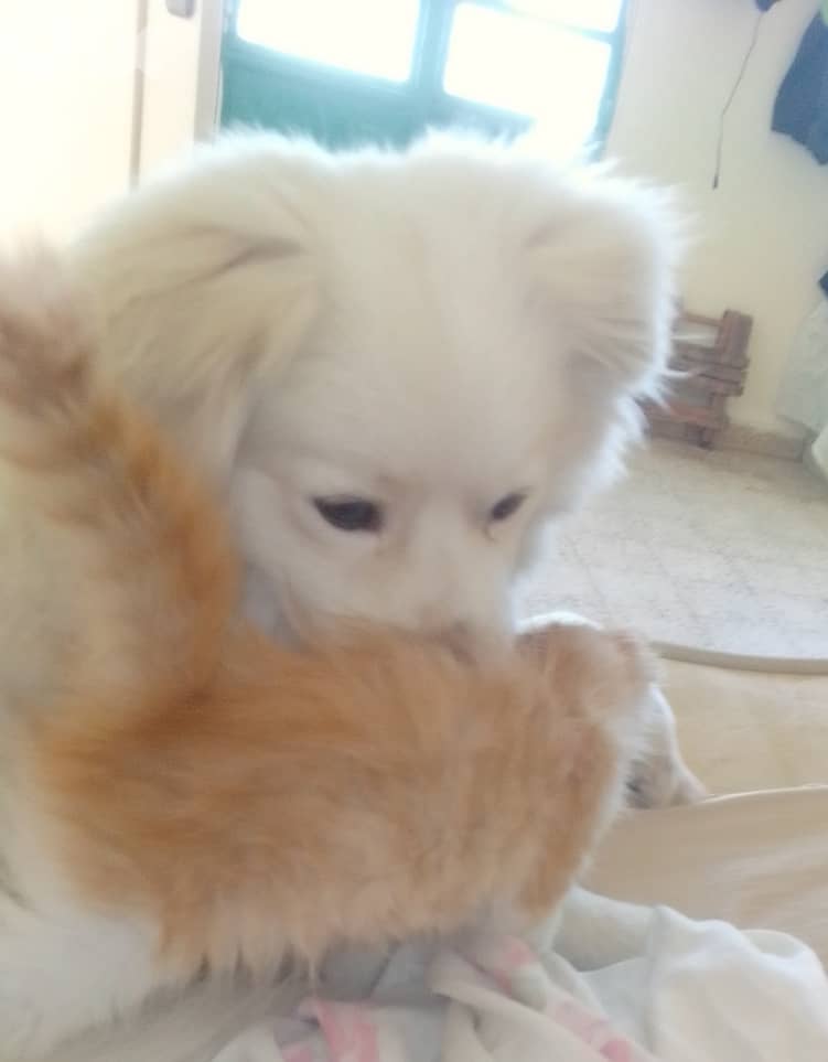 Needs rehoming (FREE) 2