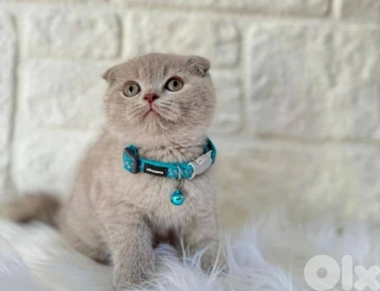 Rare Lilac Scottish Fold kittens Available 0