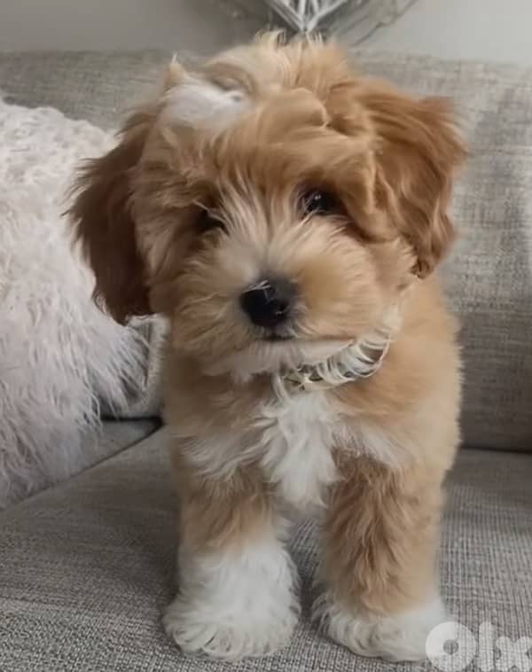 maltipoo 0