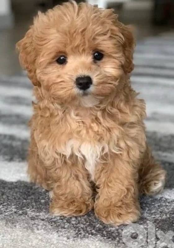 maltipoo 1