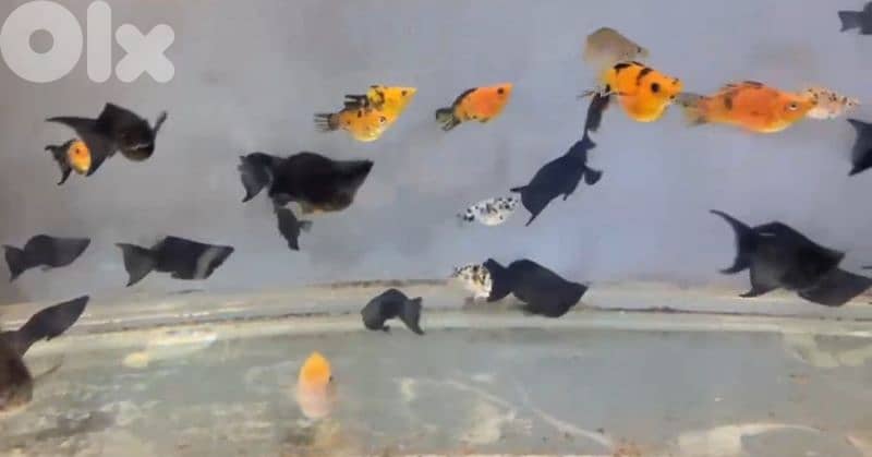 betta. guppy . molly . w ghayron 2