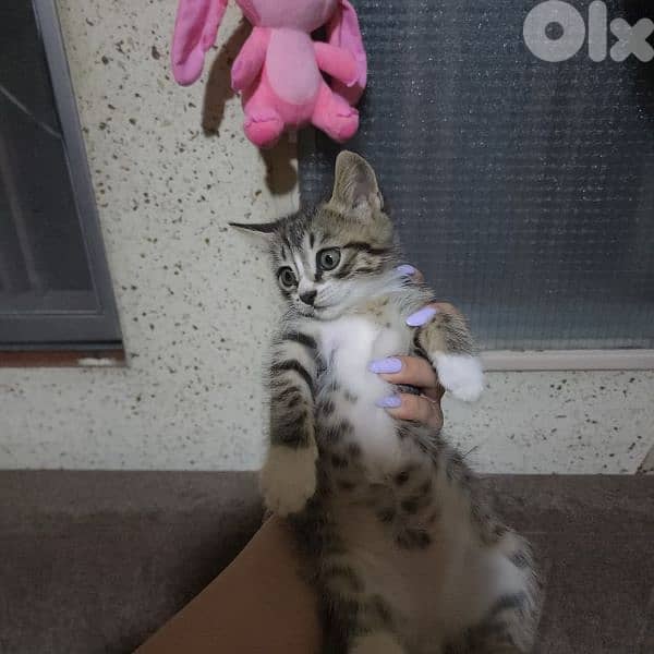 kitten for adaptation هول اكتر من قطة فيك تختار واحدة او اكتر 1