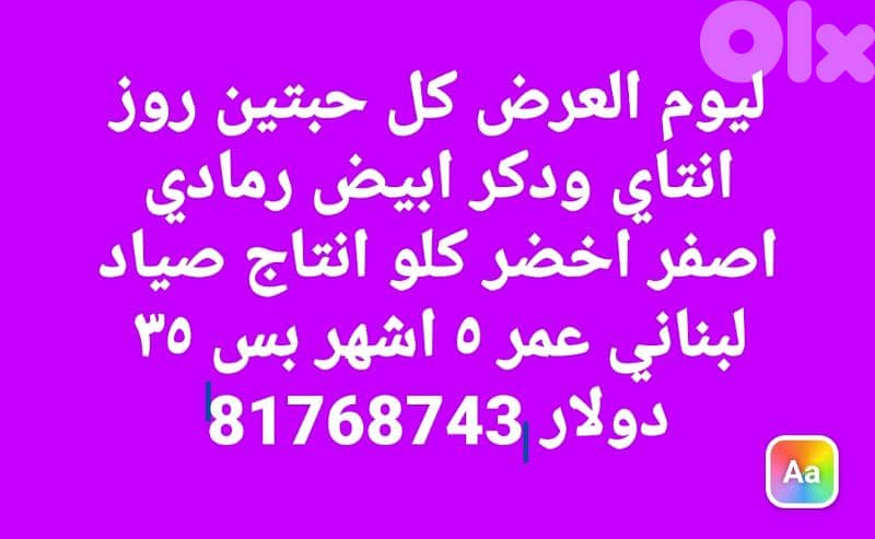بيروت شياح 0