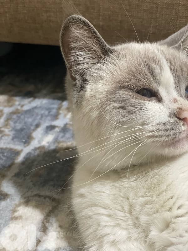 adoption cat 1