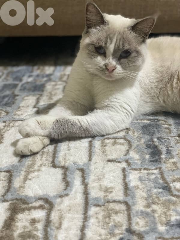 adoption cat 2