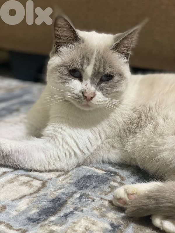adoption cat 3