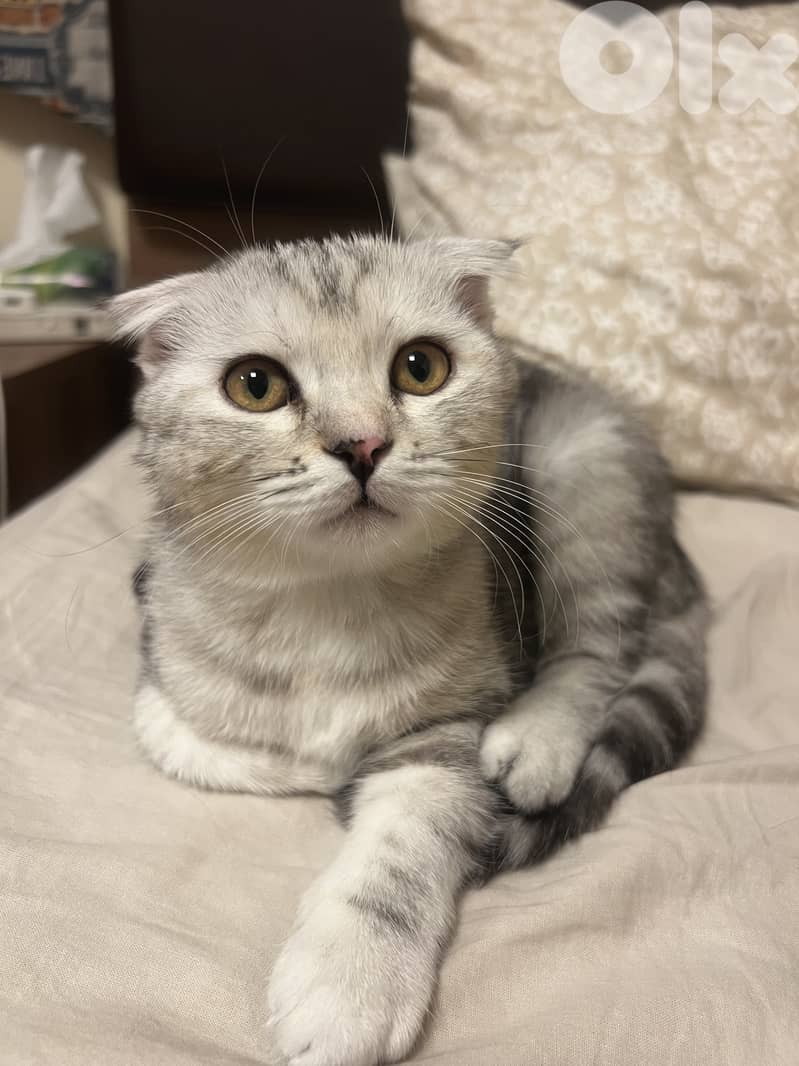 Scottish Fold Kitten for Adoption 3