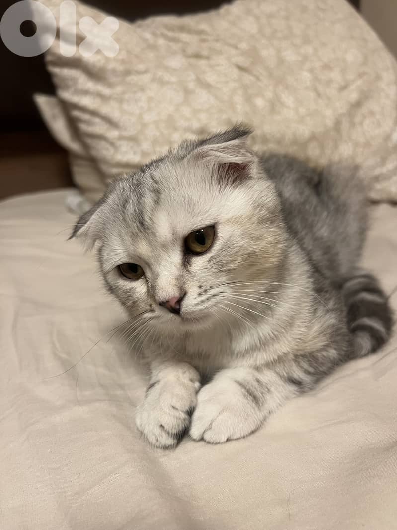 Scottish Fold Kitten for Adoption 4