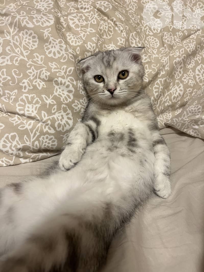 Scottish Fold Kitten for Adoption 6