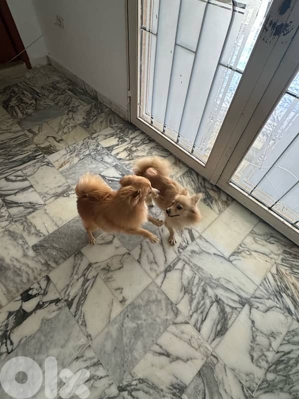 2 puppies for sale 4