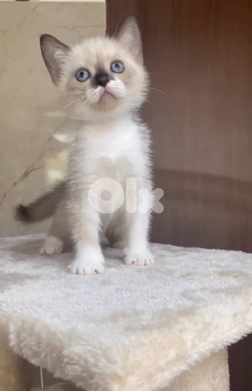British blue point kitten delivery 0