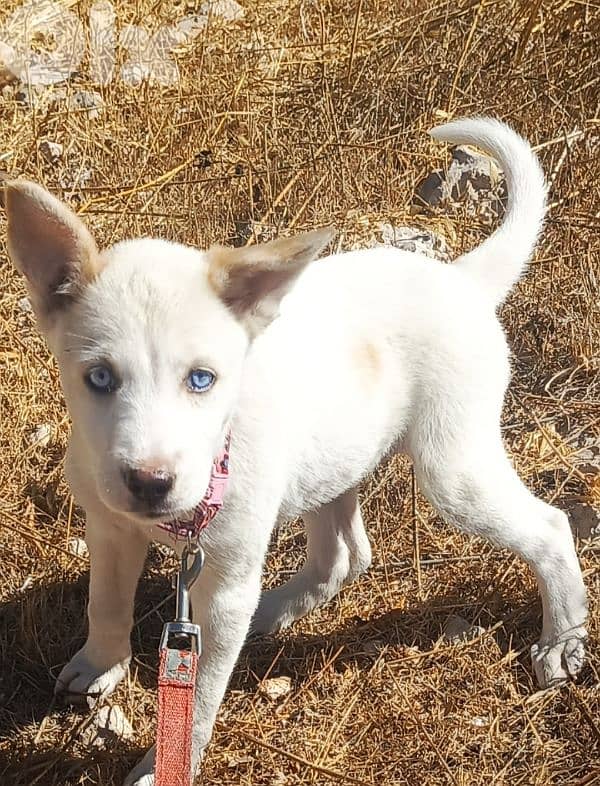dog husky / 3 months 1