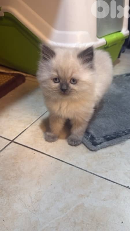 pure breed Himalayan 0