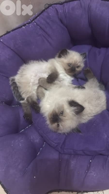 pure breed Himalayan 1
