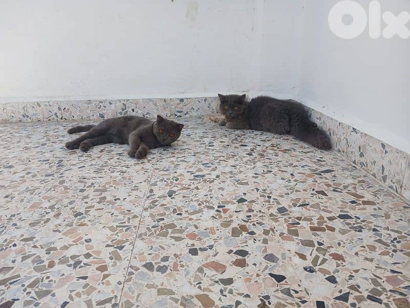 catttsss 0