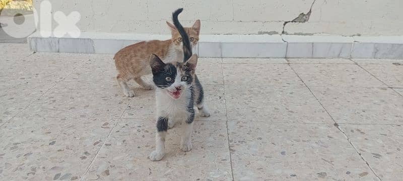 Two cats 2