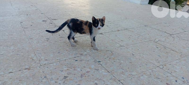 Two cats 3