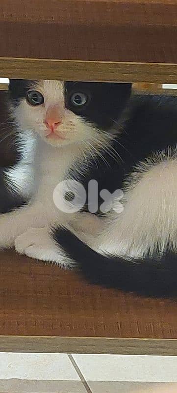 cats for sale 1