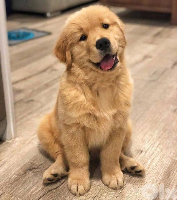 Our Amazing Golden Retriever Puppies now in store/ dog كلاب 0