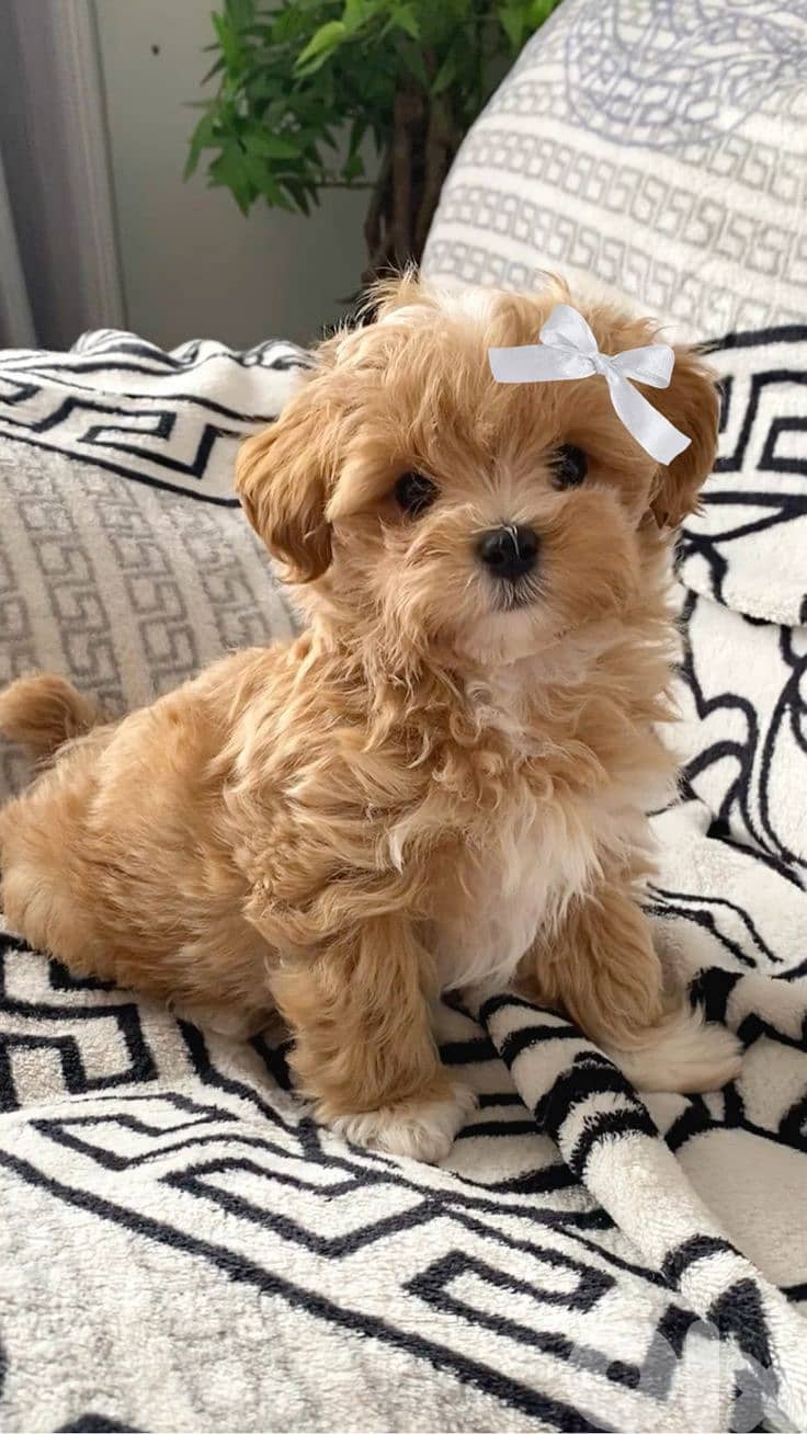 Cute Maltipoo Puppy Looking for a Loving Home/dog كلاب 0