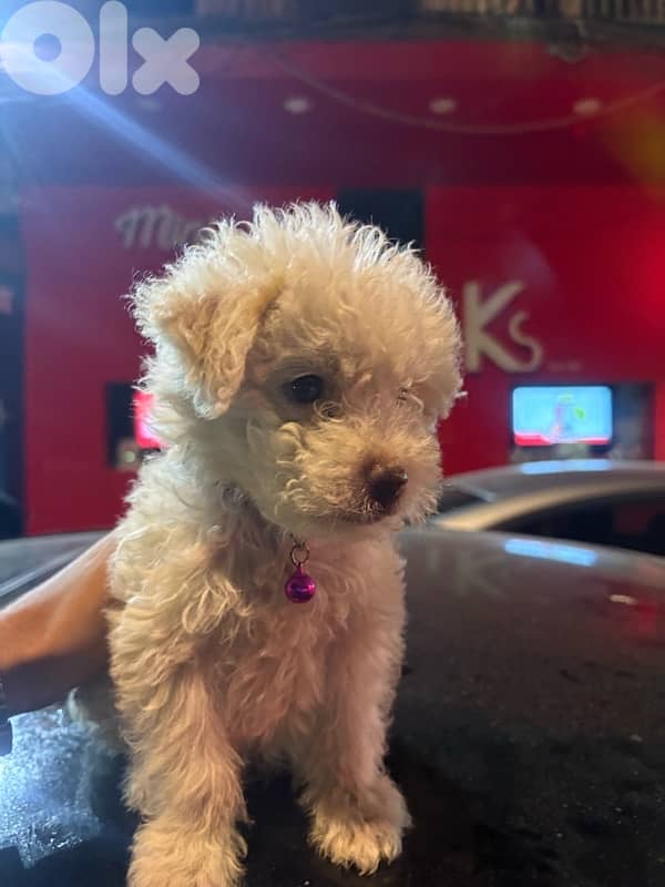 Bichon Maltese Puppy for Sale 0