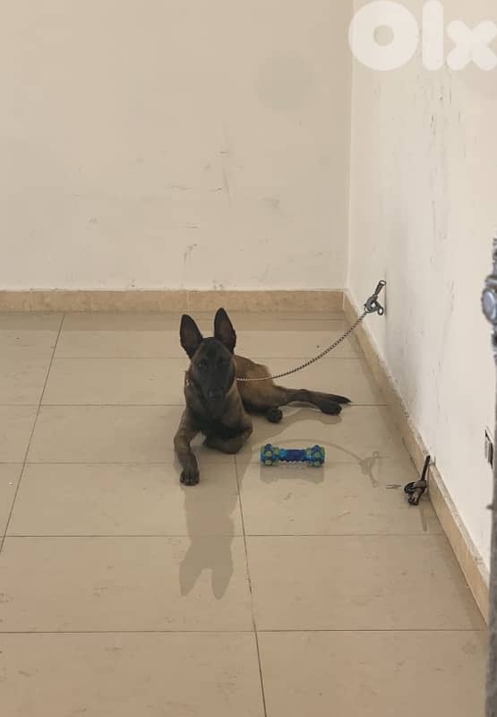 Malinois VERY CLEVER 2
