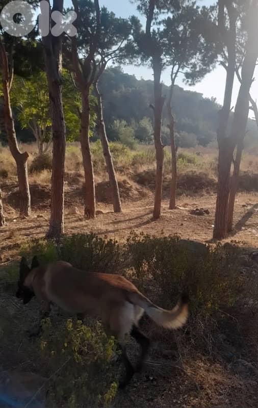Malinois VERY CLEVER 0