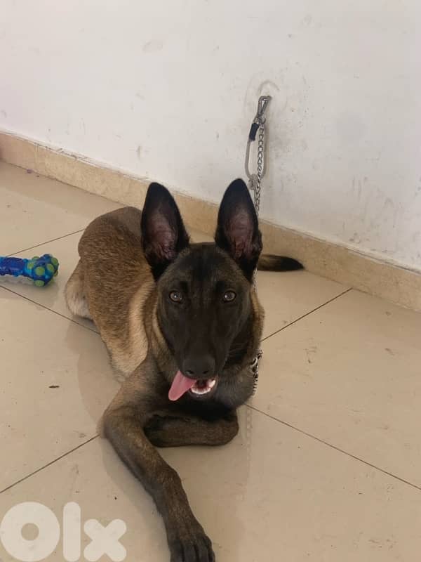 Malinois VERY CLEVER 1
