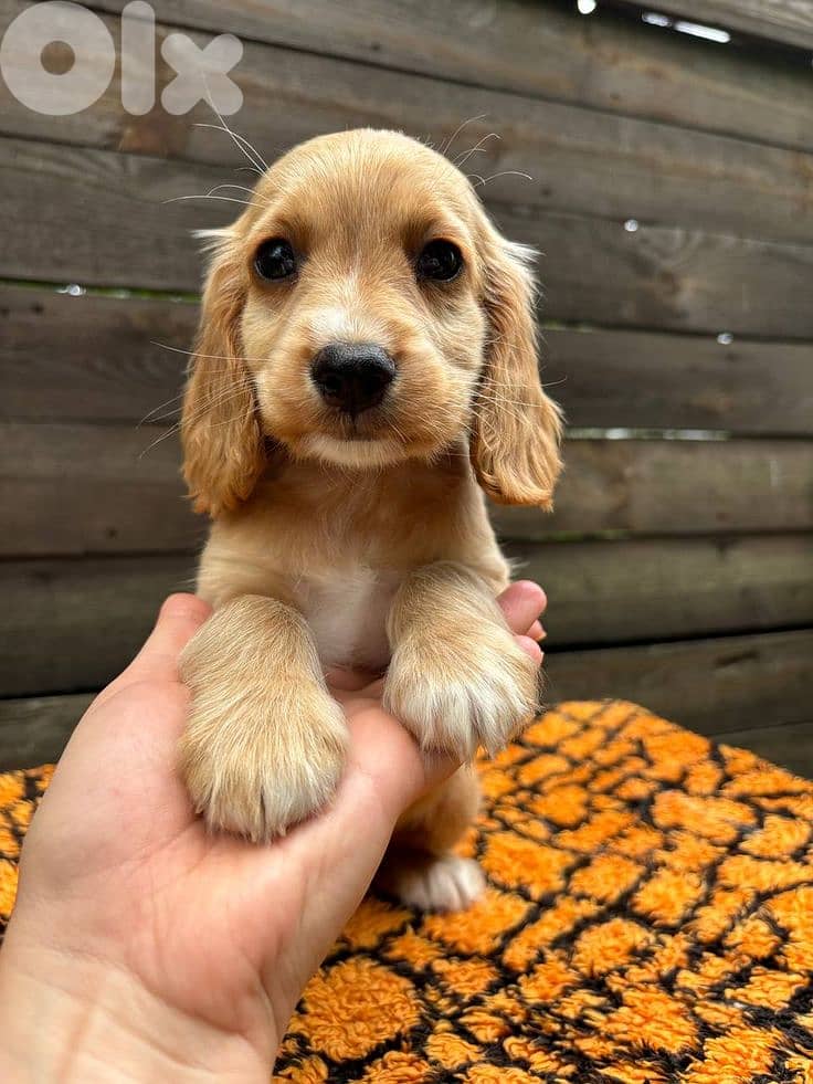 Special Cocker Spaniel Puppies 0