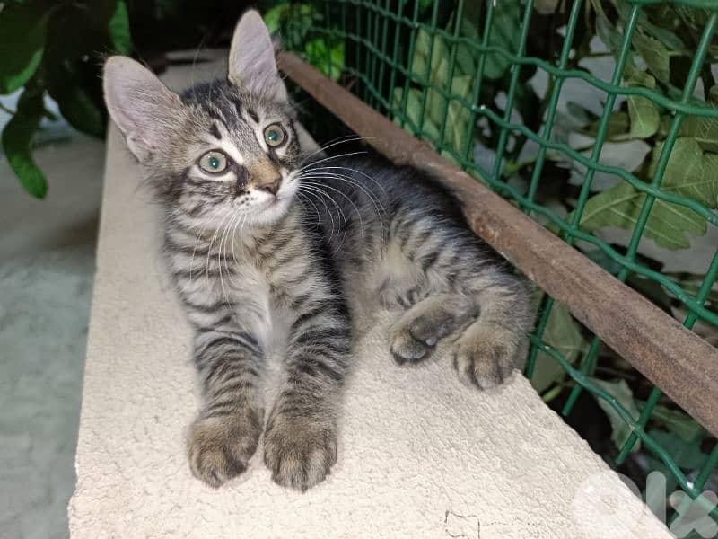 Adorable playfull kittens for Sale! 2