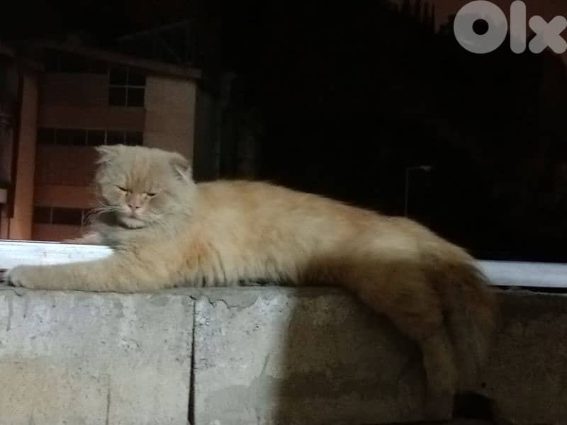 قط سكوتش فولدموجود ذكرين  بيع واحد بس 4