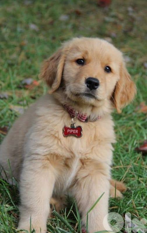 Best Pure Golden Retriever Puppies/dog كلاب 0