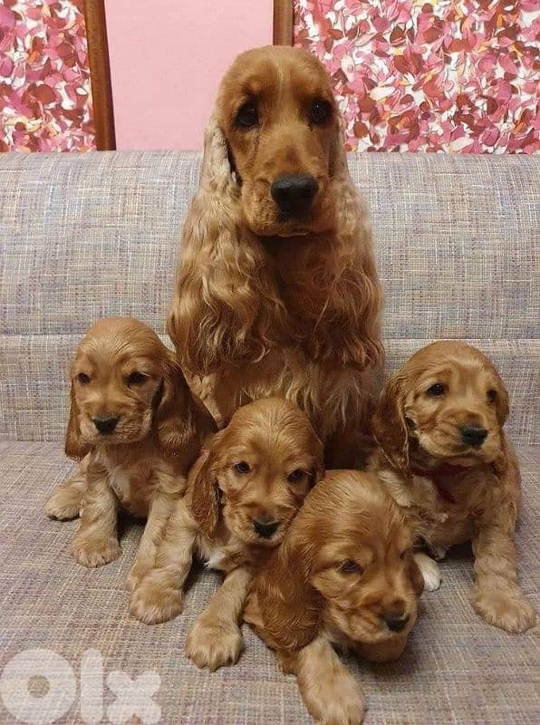 Beautiful Cocker Spaniel puppies Available in Store & Delivery 0