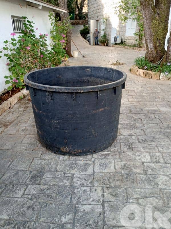 بو خرج شجر سنديان او زيتون 0