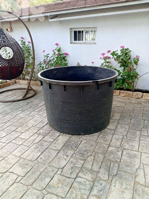 بو خرج شجر سنديان او زيتون 1