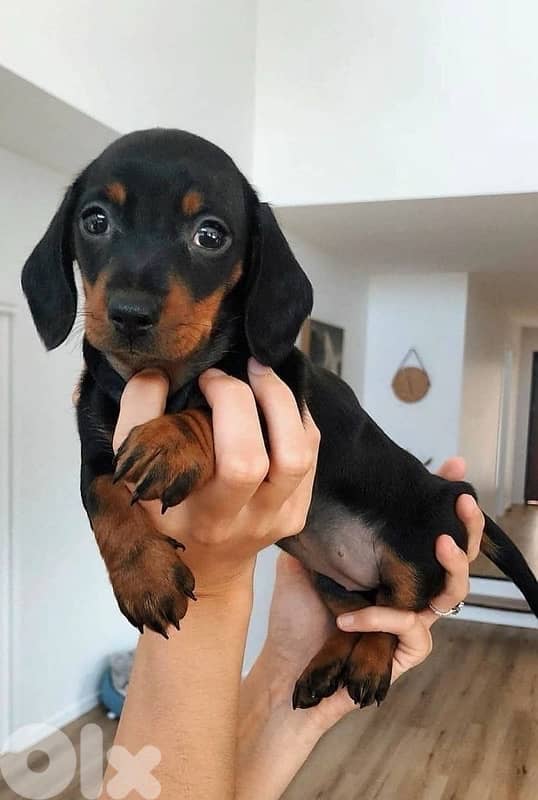 Imported Mini Teckel Wiener Sausage dog Dachshund puppy 0