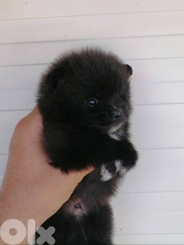 Black loulou Spitz puppy Delivery 0