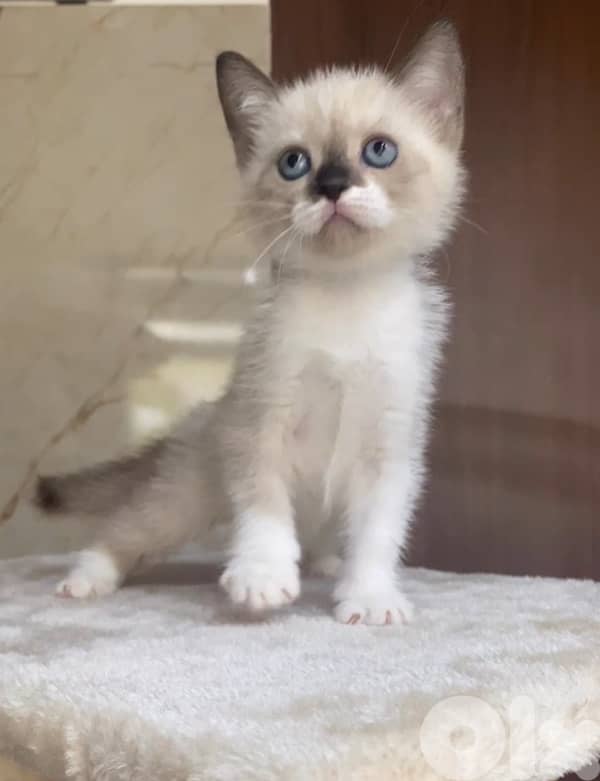 blue point Brigish kitten 0