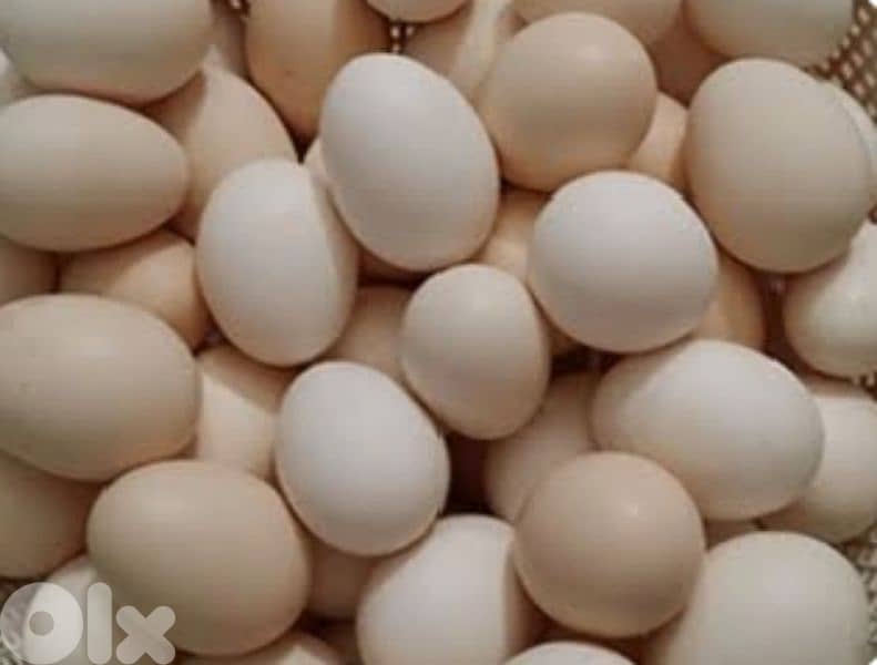 بيض بلدي للبيع بأحلى الاسعار 0