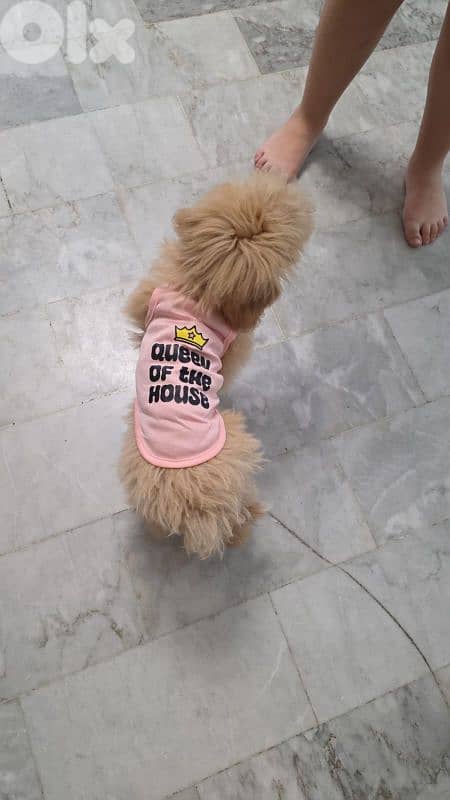 Maltipoo Puppy 6 months 1